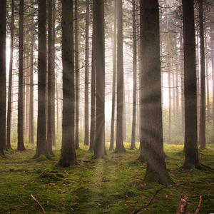 红尘离恨 (萧曲|静心)