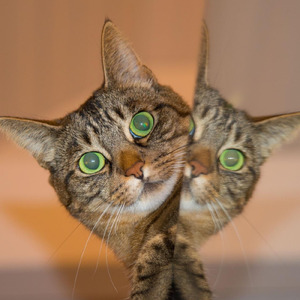 Purr 僕は君の猫