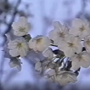 花びら出血する