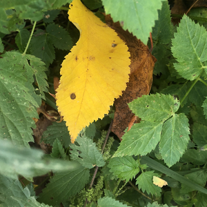 Yenisei River (Rudi Valdernes Remix)