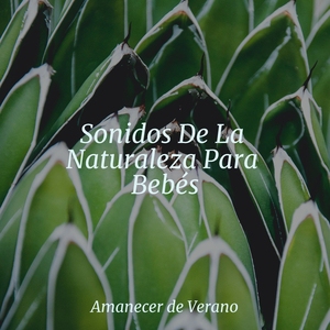 El Abrazo Desplegable del Amanecer