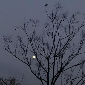 泪桥 女声吉他弹唱