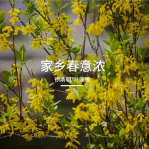 家乡春意浓之 海棠香