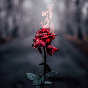 坠入爱河(Fall in Love)