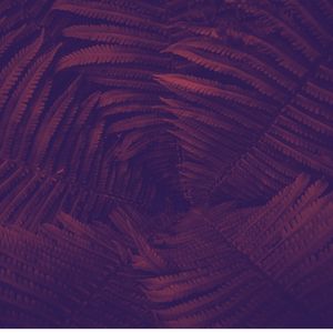 一尘不染自然印象数