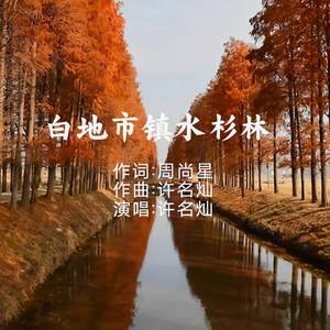 白地市镇水杉林