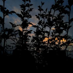 纪念春秋（prod by 维斯）