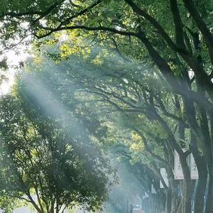 圣斗士进行曲  (黄金圣斗士DJ版)