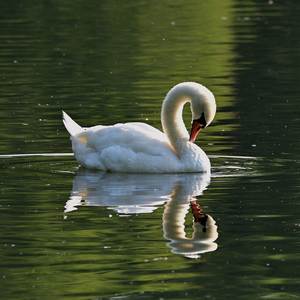 Swanlake