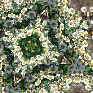 Health's lucubratory mutters