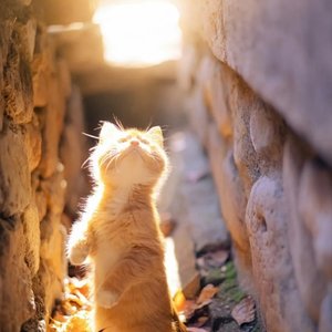 猫咪