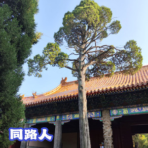 同路人（弹唱版）