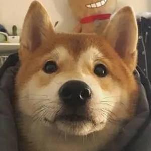 阿尔茨海默的爱