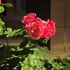 说谎（cover林宥嘉）