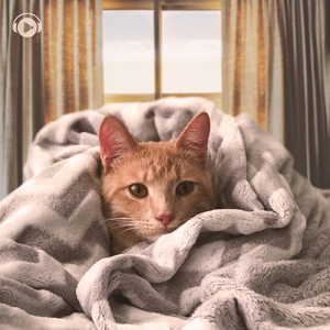 Emerald City (feat. マユチェル)