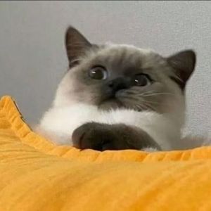 往事清零0.8x（猫久不喝酒 remix）