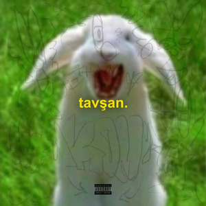 TAVŞAN