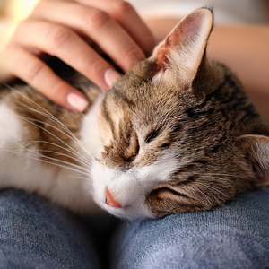 Ritmos De Siesta Felina