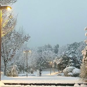 梦入繁星-猪小胖