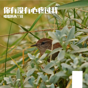 你有没有心疼过我 伴奏