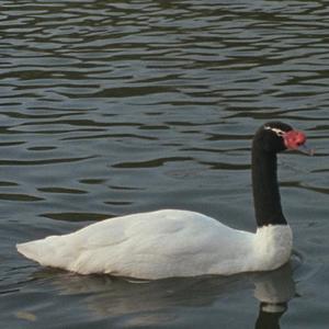 swan