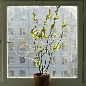 Когда улитки лезут в ракушки