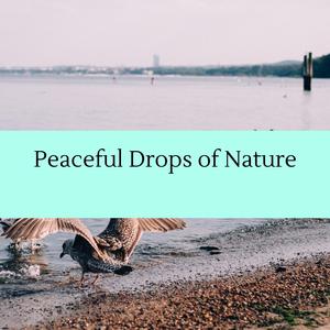 Echo Birds and Waves Sound