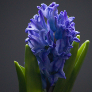 शीतल रात