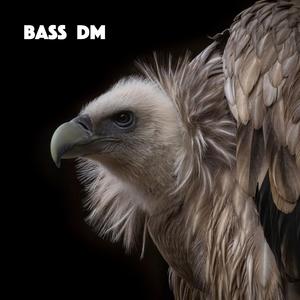 Bass Dm