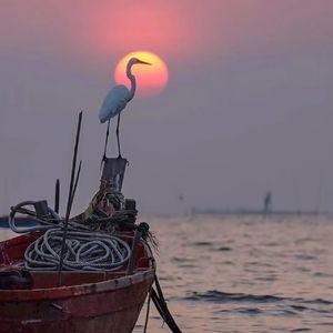 疯走的行人-谁说猫妖不吃鱼