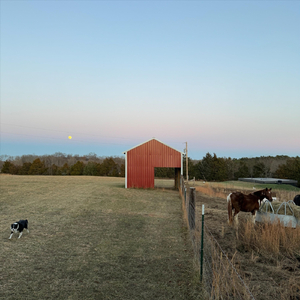 Field with the Horses