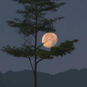 月亮不会奔你而来