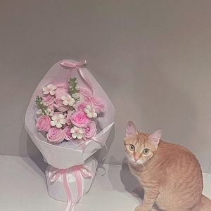 猫猫的爱物语