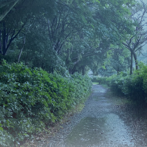 Rain on Asphalt - 雨に濡れたアスファルトと水路