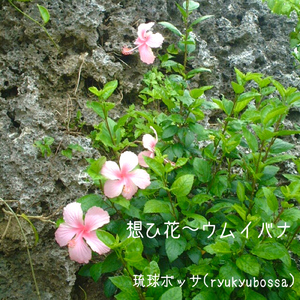 想ひ花～ウムイバナ