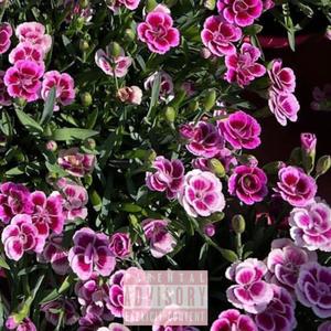 Shroomy (feat. Jlavy)