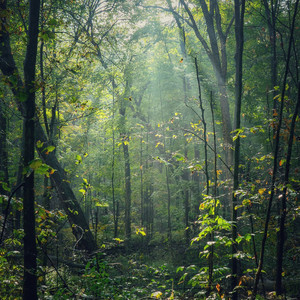 Pine Needles Whisper