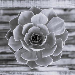 Epic Aristotle, Conquist and Raunkier