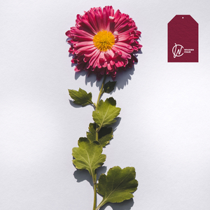 Take a Walk With You