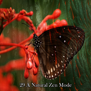 自然之声艺术家