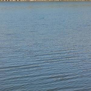 寒夜孤影守寂寞