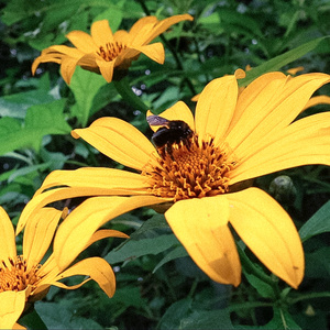 Exposición 2: Girasol