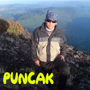 Ranting Pinus di Jalur Sunyi