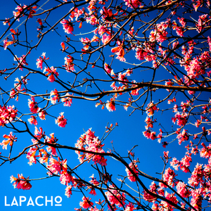 lapacho