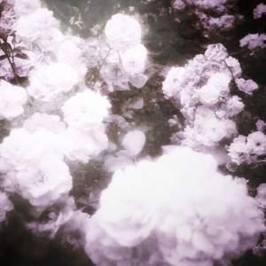 хапка и цветы