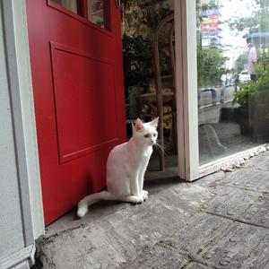 恋恋风尘