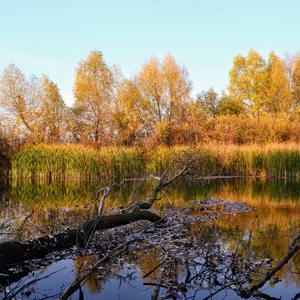 Full Moon Meditation
