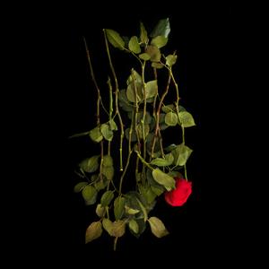 The Forgotten Comfort Cowards Dare Not Seek