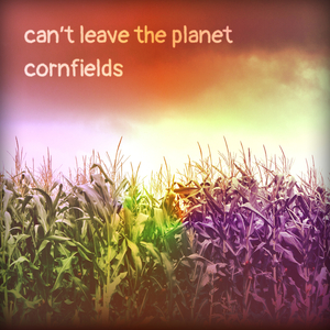 Cornfields