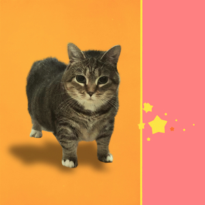 Dubidubidu Oiia (Chipi Chipi Chapa Chapa)